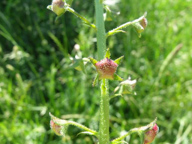 Verbascum blattaria